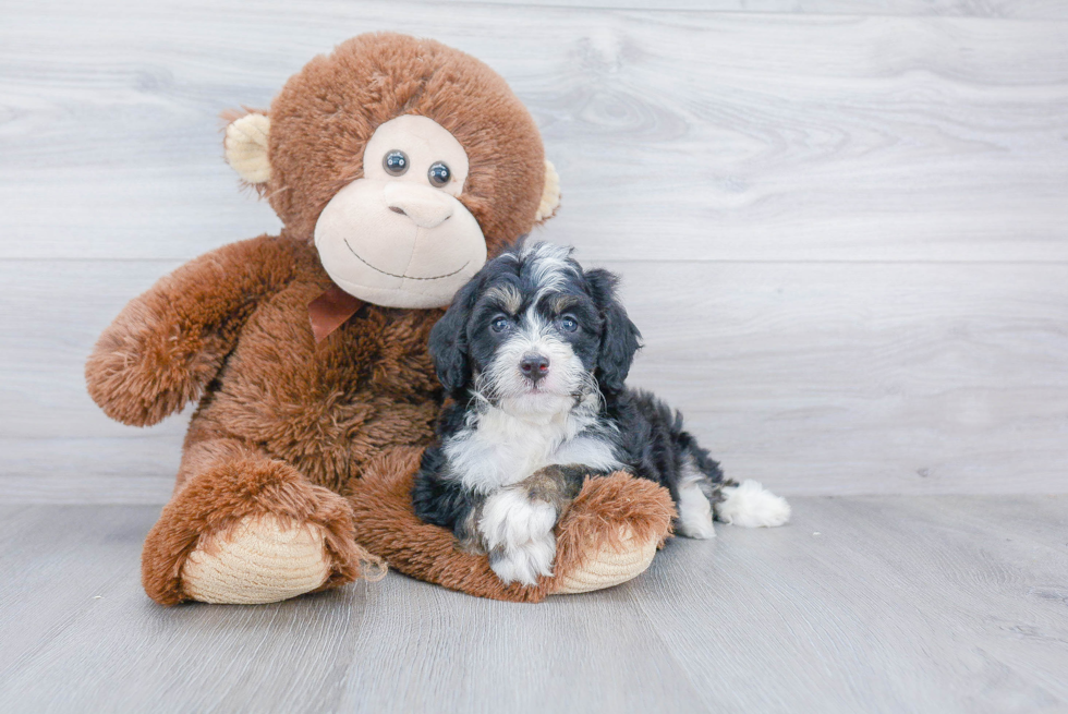 Friendly Mini Bernedoodle Baby