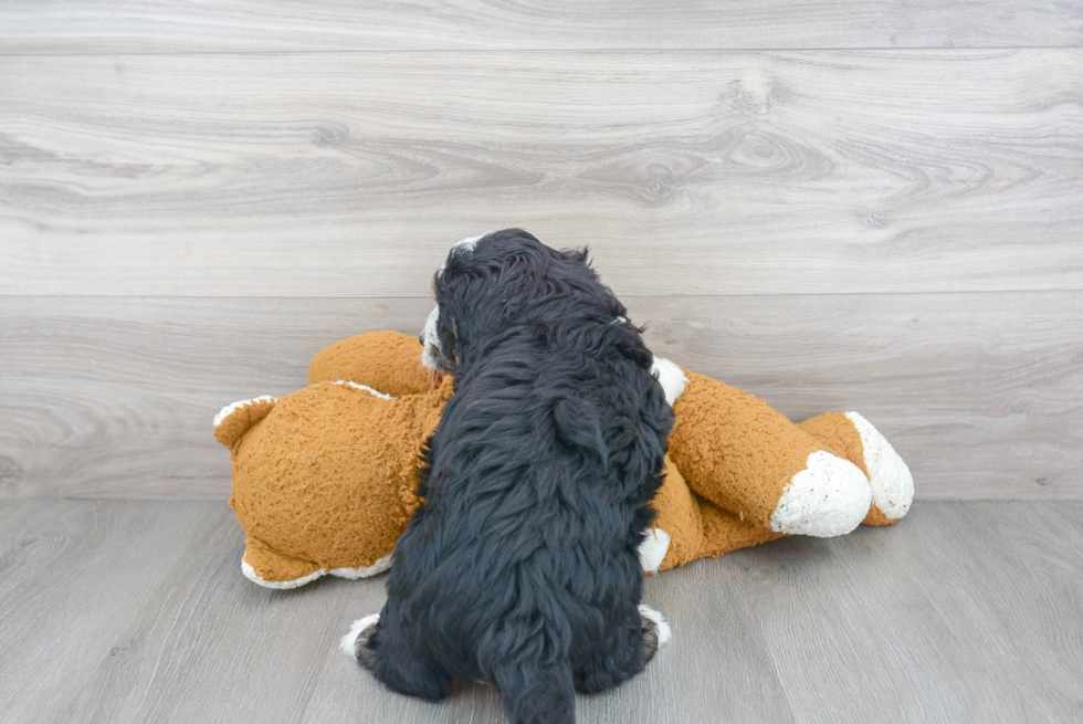 Mini Bernedoodle Pup Being Cute