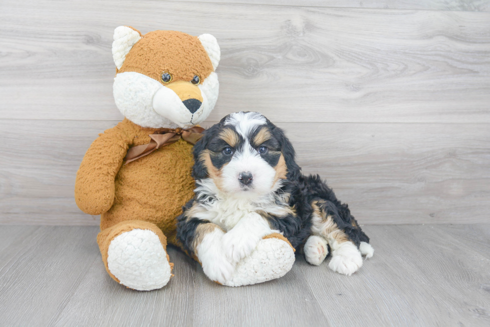 Mini Bernedoodle Puppy for Adoption