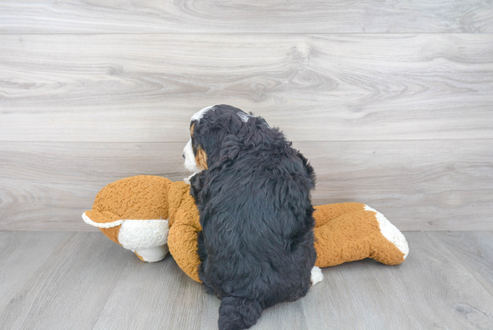 Mini Bernedoodle Puppy for Adoption