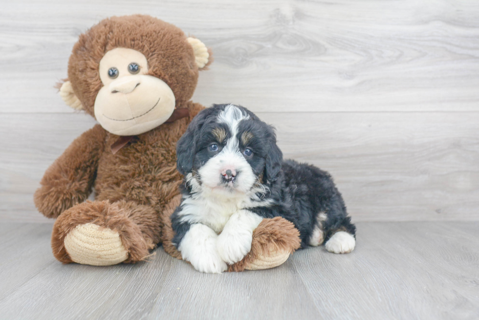 Smart Mini Bernedoodle Poodle Mix Pup