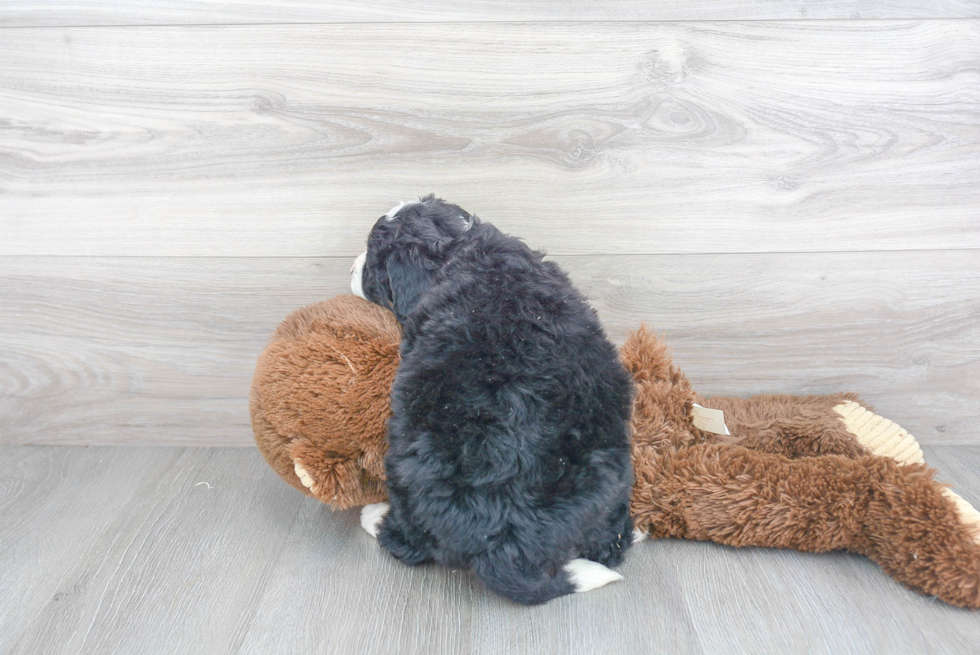 Hypoallergenic Bernadoodle Poodle Mix Puppy