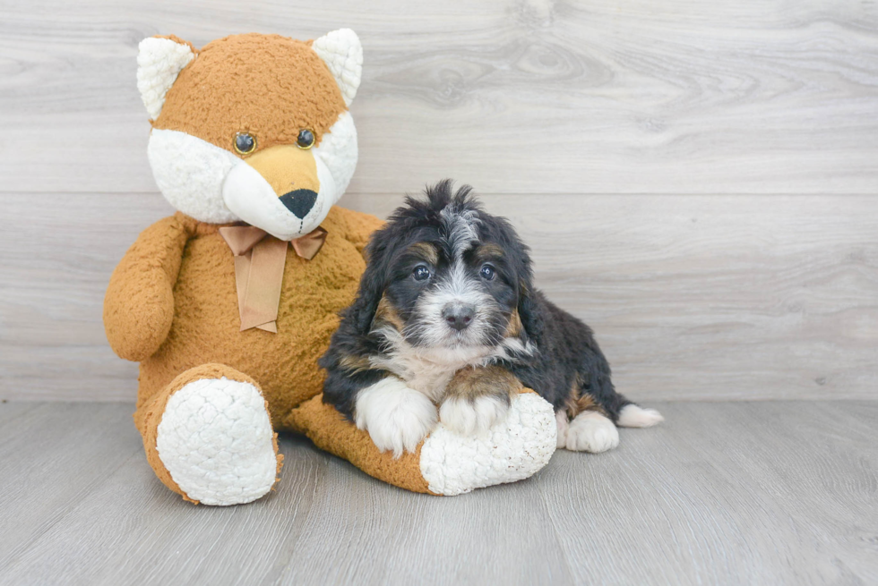 Mini Bernedoodle Pup Being Cute