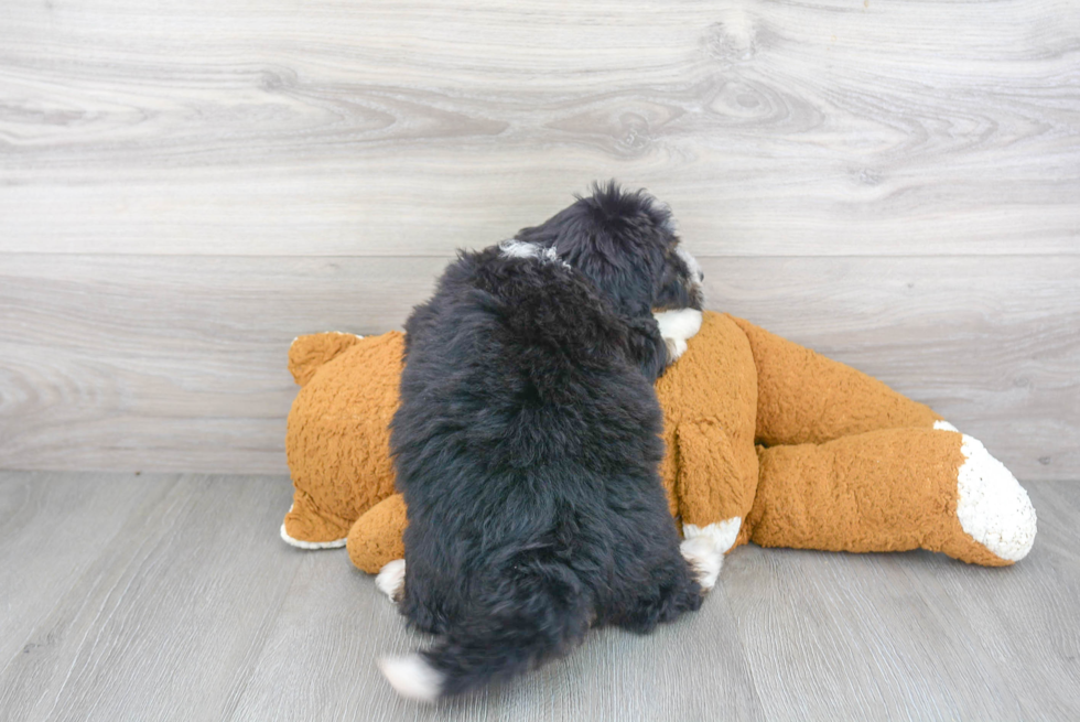Cute Mini Bernedoodle Baby