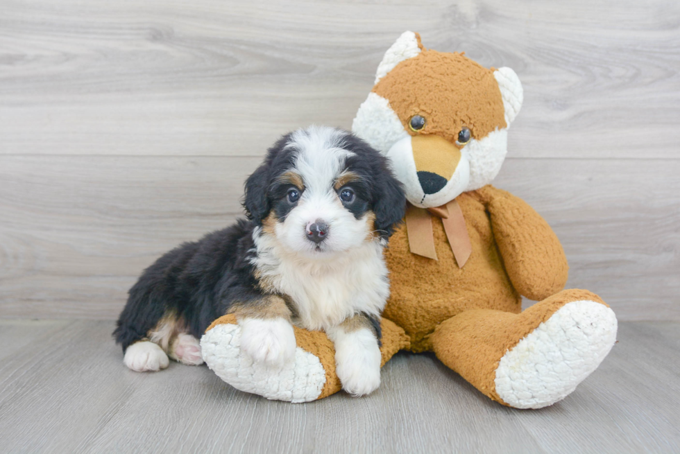 Adorable Bernadoodle Poodle Mix Puppy