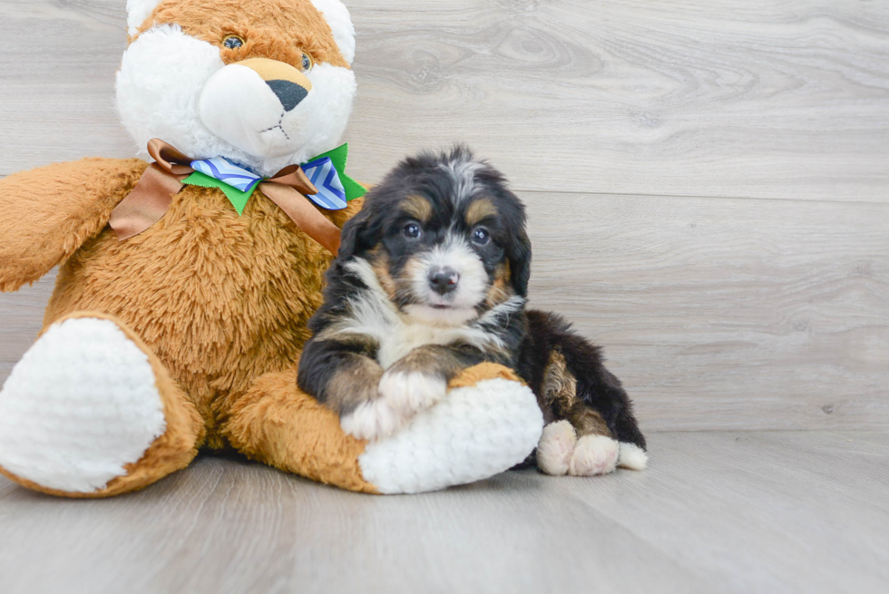 Smart Mini Bernedoodle Poodle Mix Pup