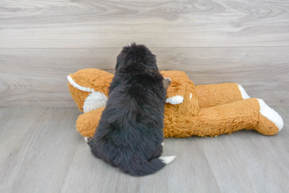 Hypoallergenic Mini Berniedoodle Poodle Mix Puppy