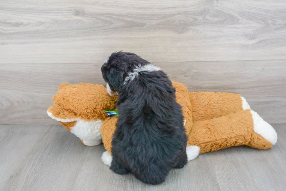 Fluffy Mini Bernedoodle Poodle Mix Pup
