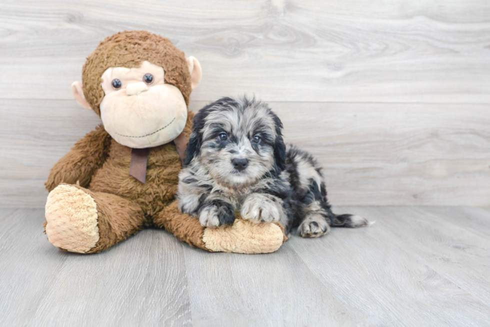 Fluffy Mini Bernedoodle Poodle Mix Pup