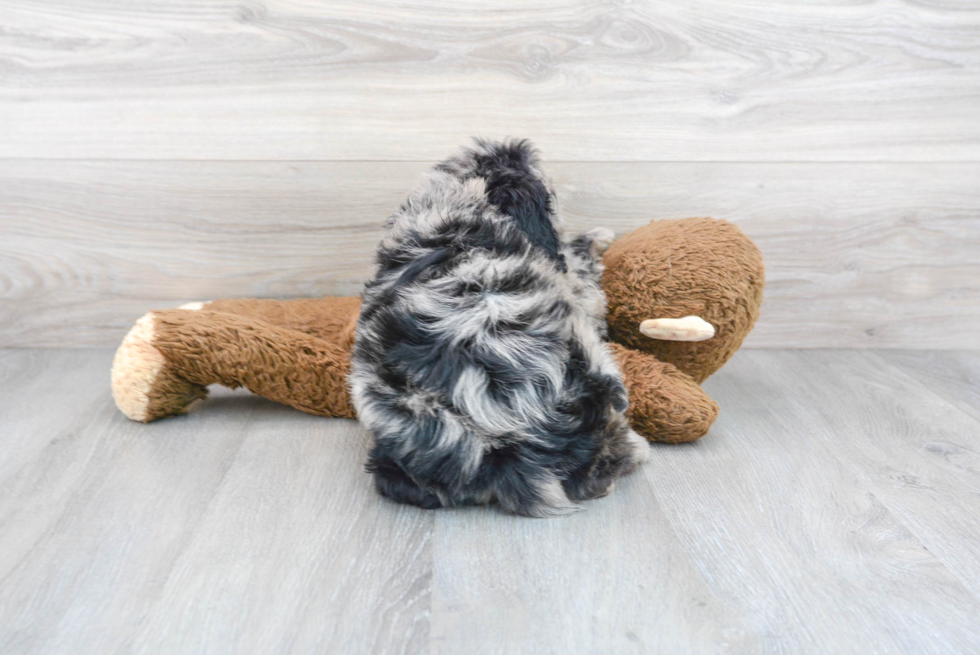 Best Mini Bernedoodle Baby