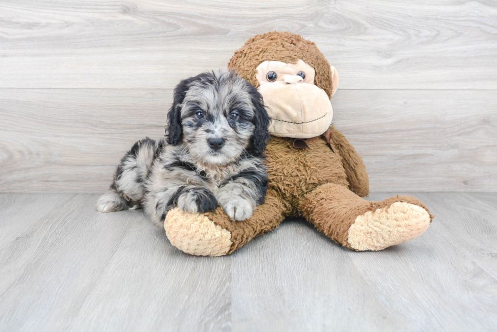 Little Mini Berniedoodle Poodle Mix Puppy