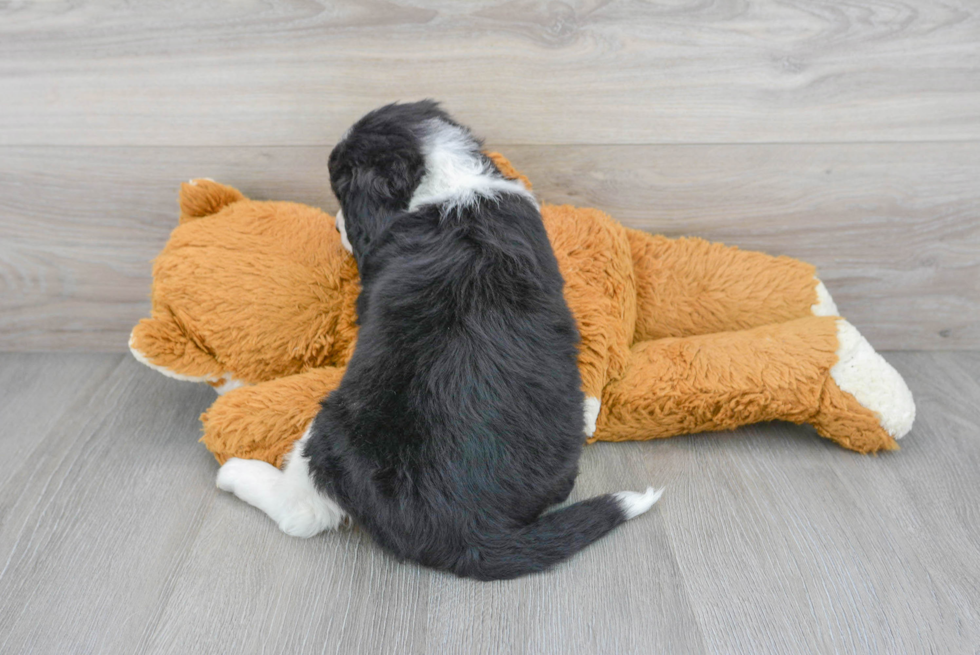 Mini Bernedoodle Pup Being Cute
