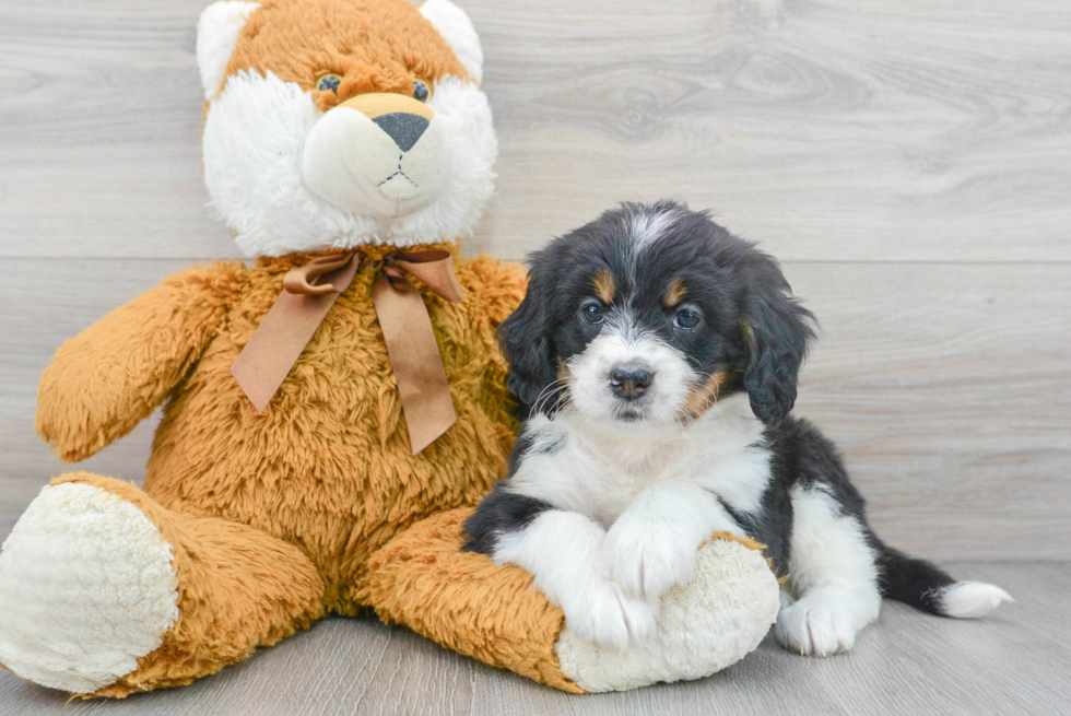 Mini Bernedoodle Pup Being Cute