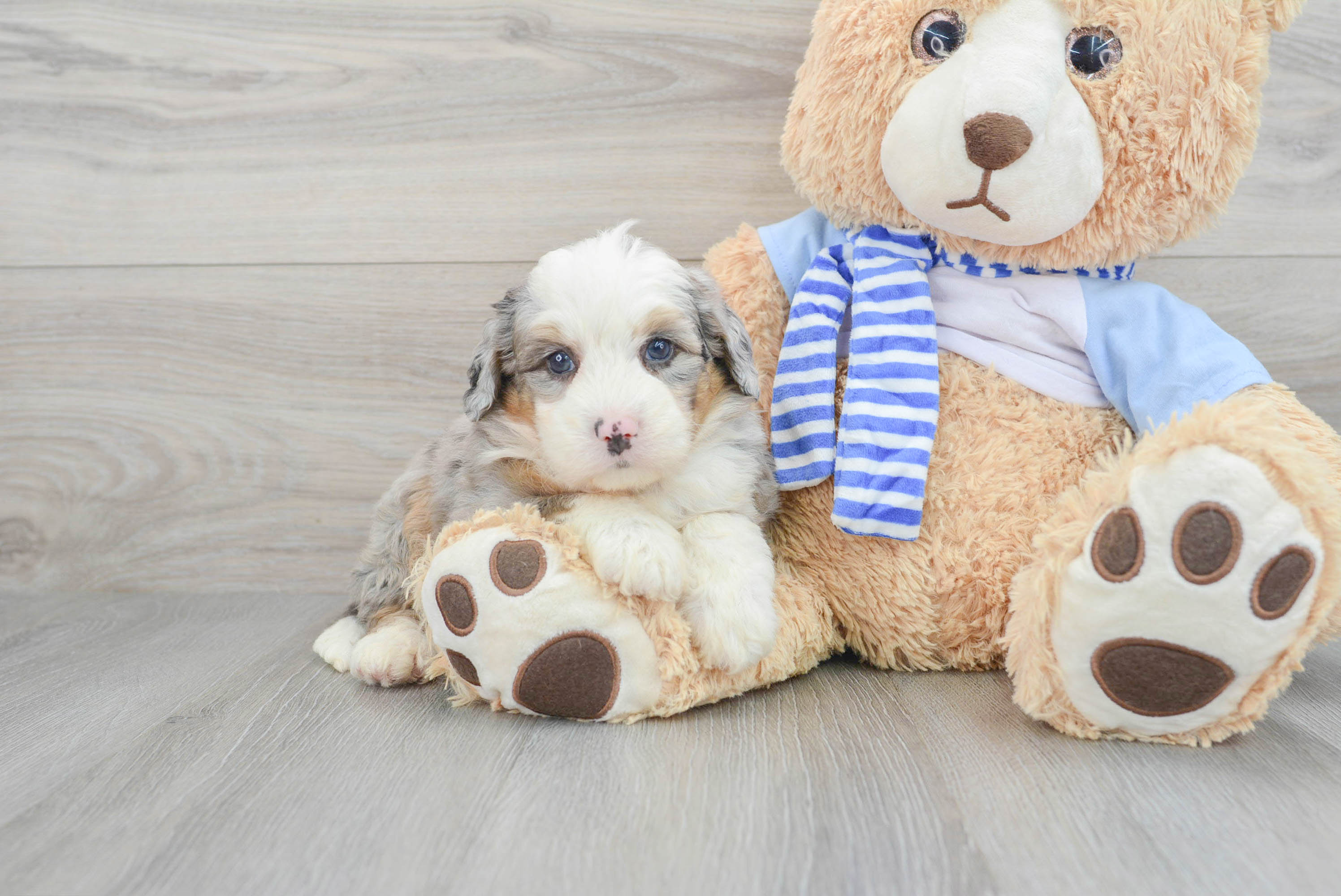 Petite Mini Bernedoodle Poodle Mix Pup