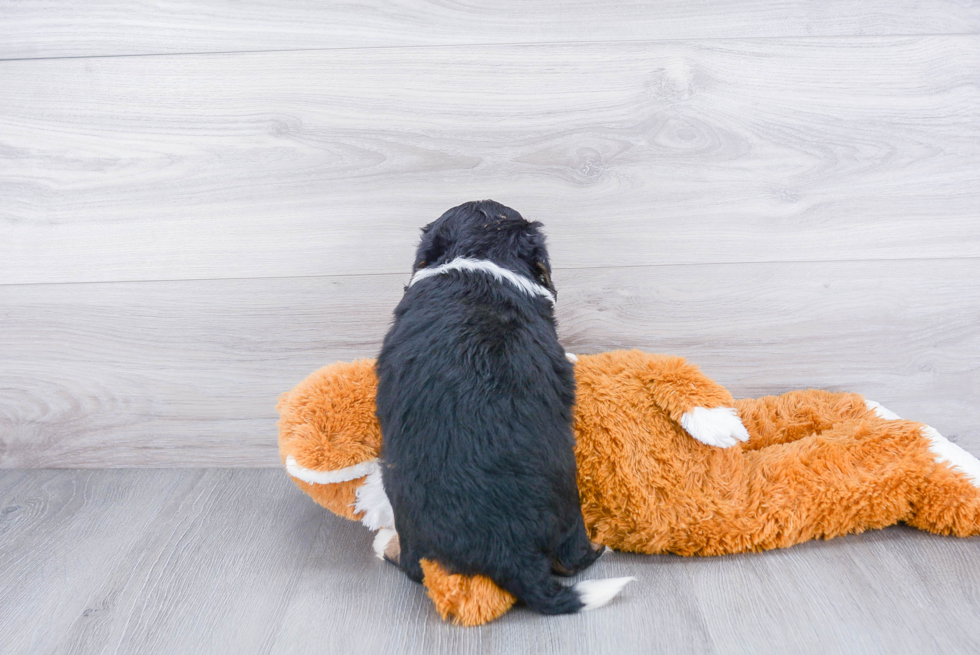 Mini Bernedoodle Puppy for Adoption