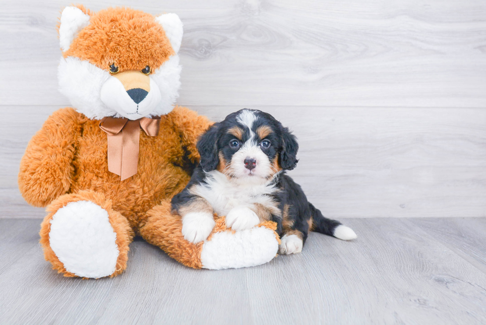 Mini Bernedoodle Pup Being Cute