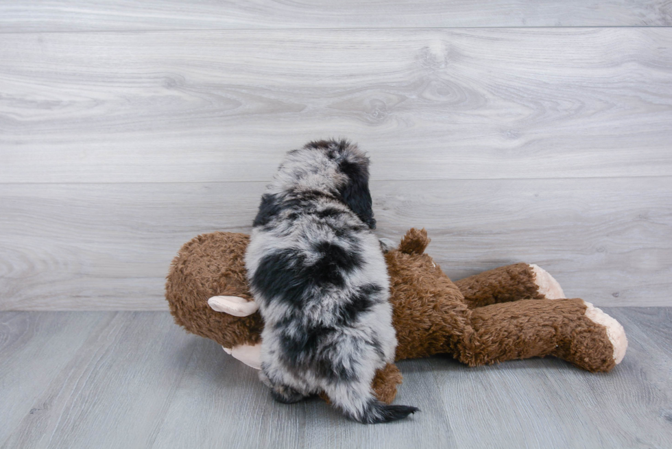 Adorable Bernadoodle Poodle Mix Puppy