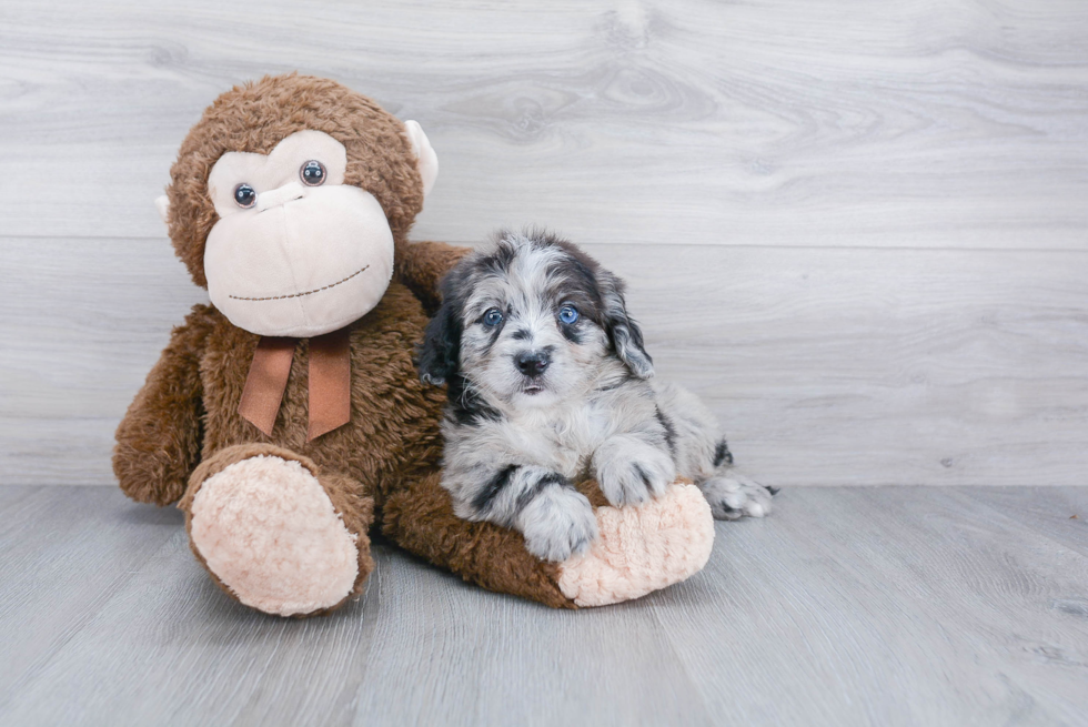 Smart Mini Bernedoodle Poodle Mix Pup