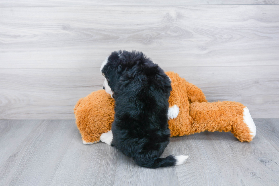 Mini Bernedoodle Puppy for Adoption