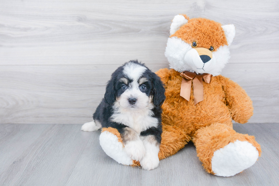 Funny Mini Bernedoodle Poodle Mix Pup