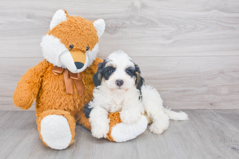 Mini Bernedoodle Puppy for Adoption