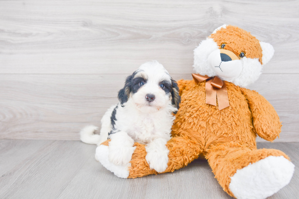 Mini Bernedoodle Pup Being Cute