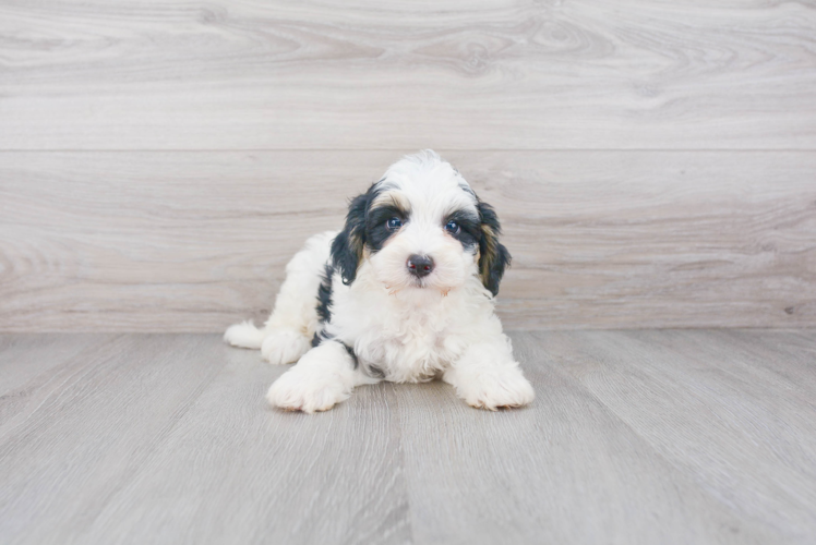 Best Mini Bernedoodle Baby