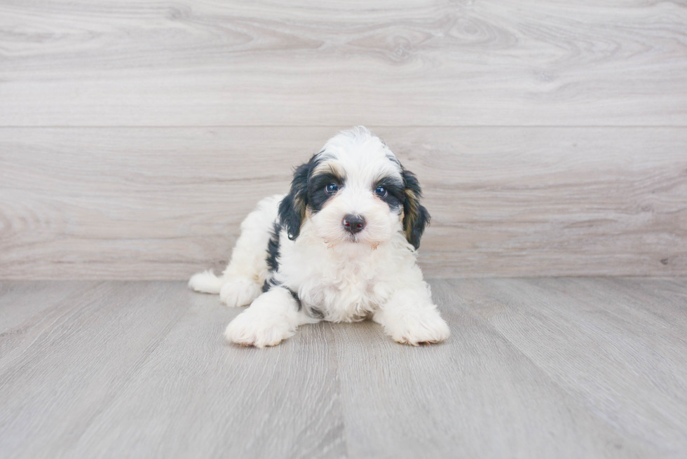 Best Mini Bernedoodle Baby