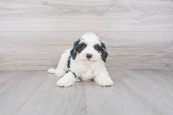 Best Mini Bernedoodle Baby