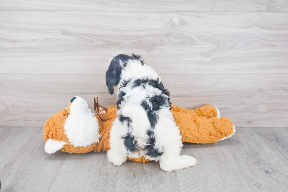 Best Mini Bernedoodle Baby