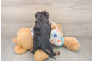 Best Mini Bernedoodle Baby