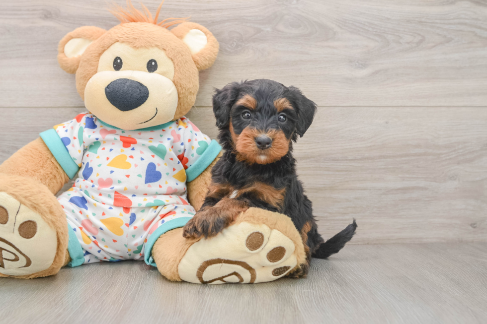 Smart Mini Bernedoodle Poodle Mix Pup