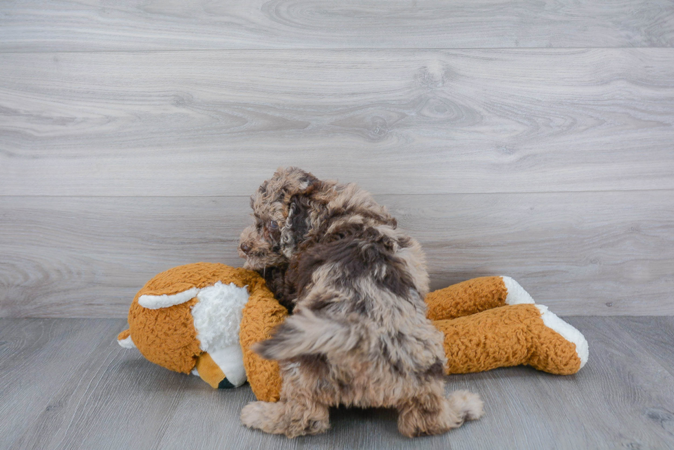 Best Mini Bernedoodle Baby