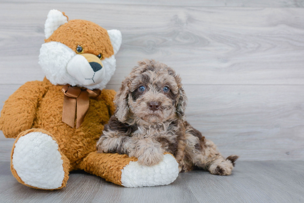 Mini Bernedoodle Puppy for Adoption