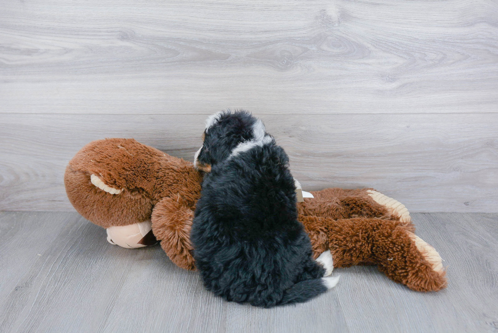 Mini Bernedoodle Pup Being Cute