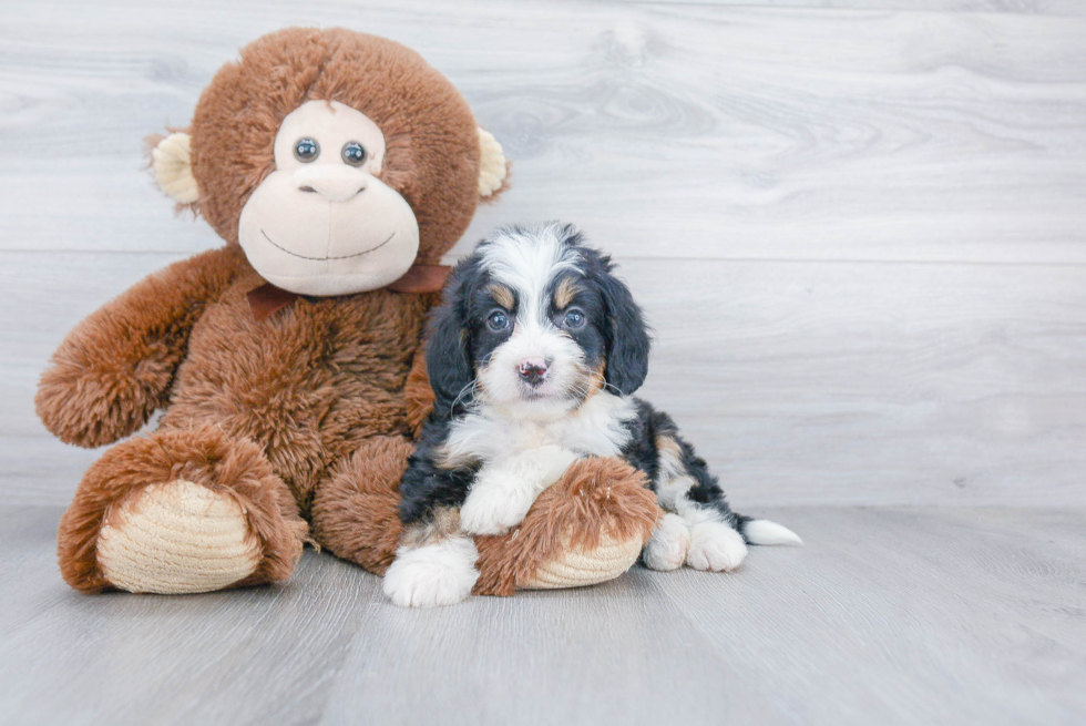 Hypoallergenic Bernadoodle Poodle Mix Puppy