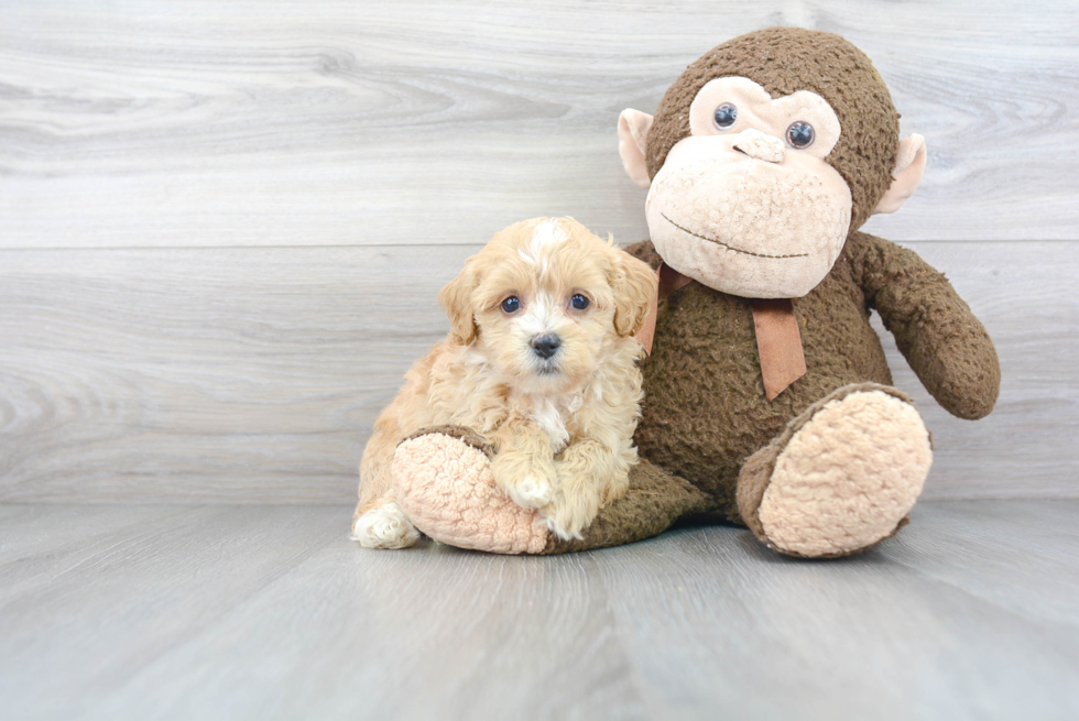 Mini Bernedoodle Puppy for Adoption