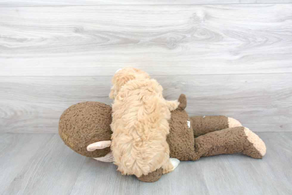 Mini Bernedoodle Pup Being Cute