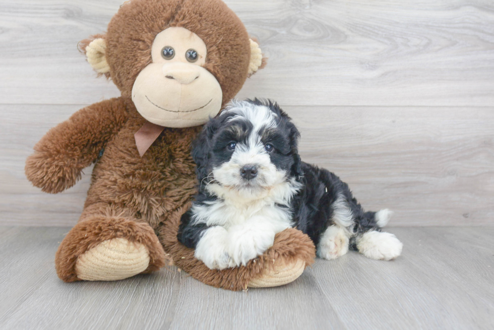 Funny Mini Bernedoodle Poodle Mix Pup