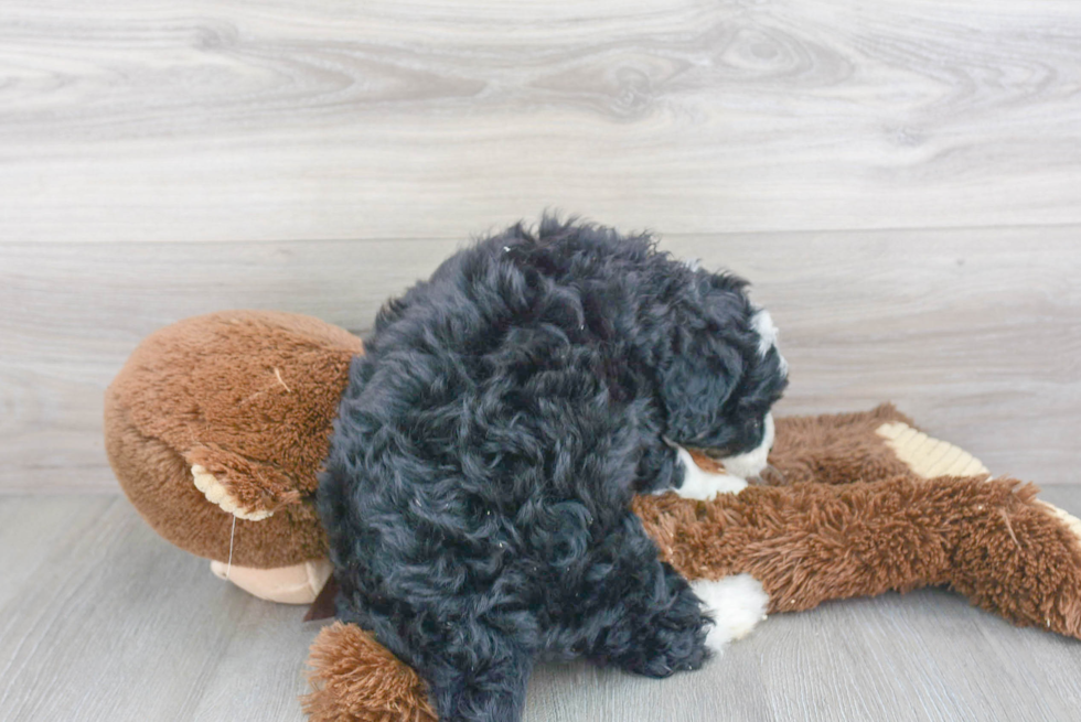 Mini Bernedoodle Puppy for Adoption