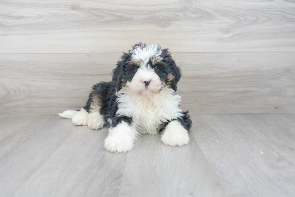 Smart Mini Bernedoodle Poodle Mix Pup