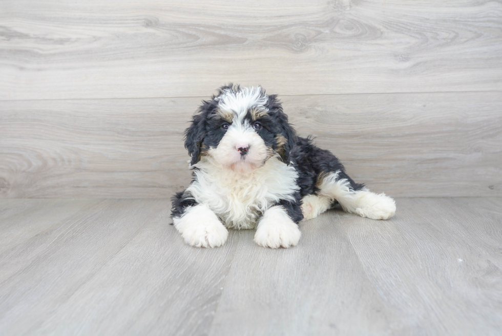 Mini Bernedoodle Pup Being Cute