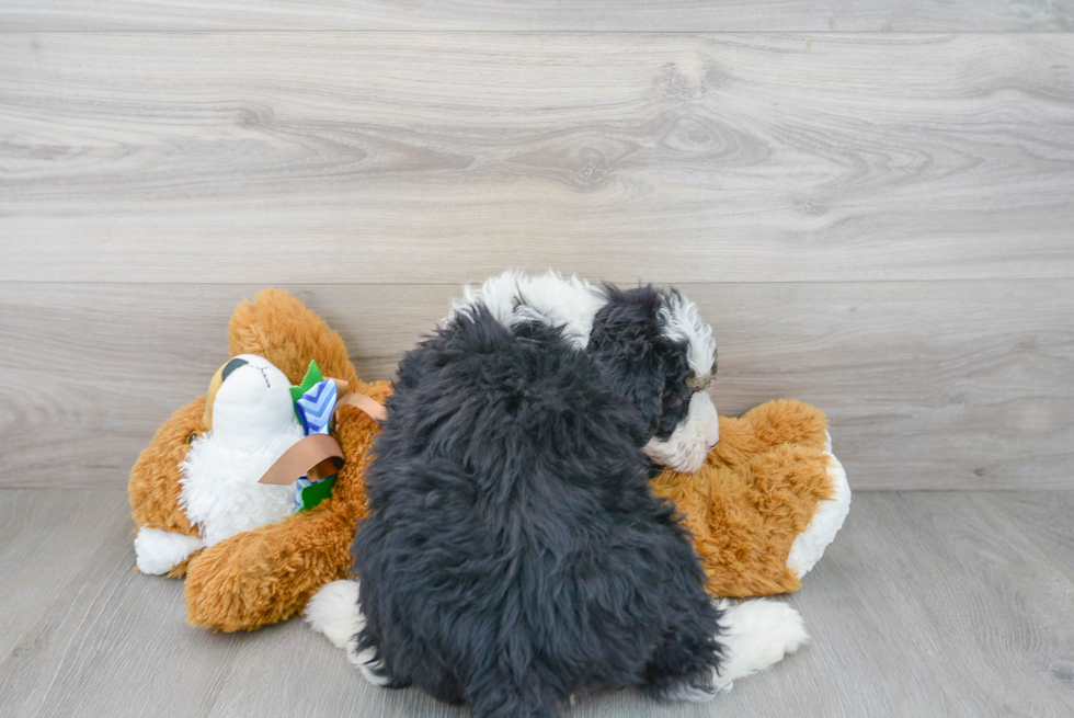 Mini Bernedoodle Pup Being Cute