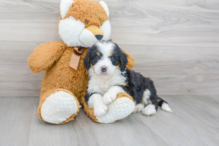 Mini Bernedoodle Pup Being Cute