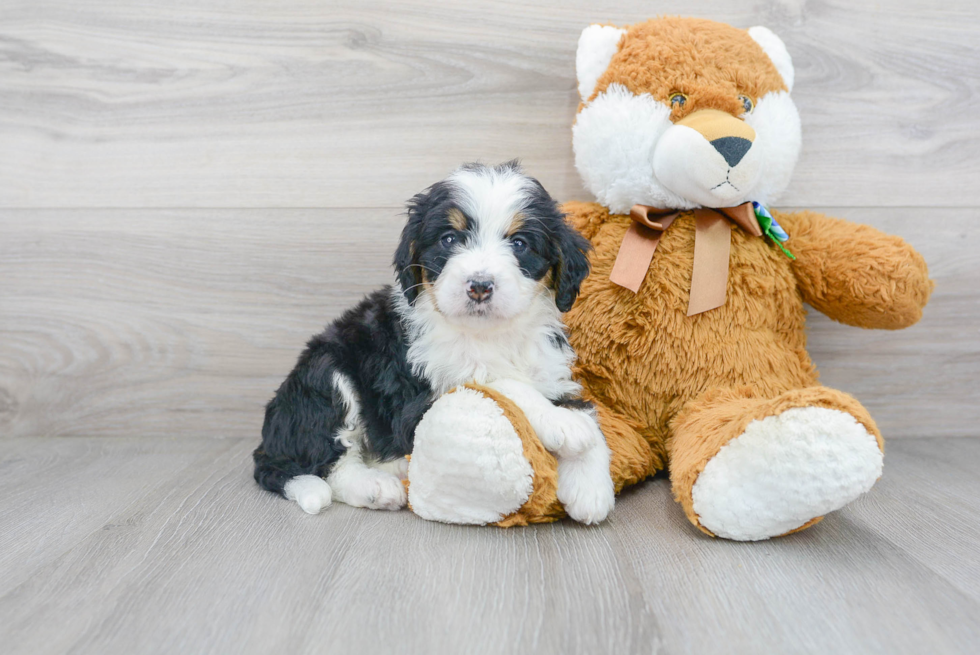 Best Mini Bernedoodle Baby
