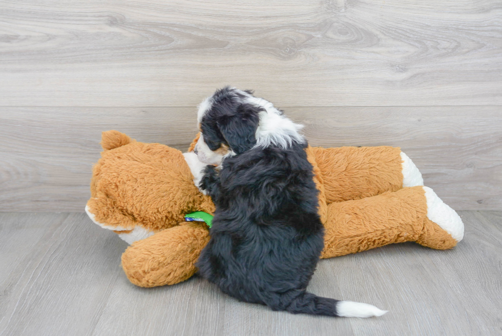 Happy Mini Bernedoodle Baby