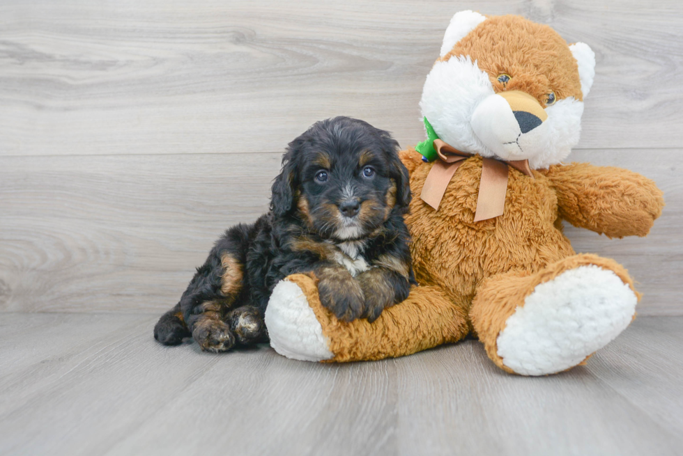 Playful Mini Berniedoodle Poodle Mix Puppy