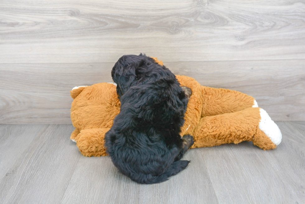 Little Mini Berniedoodle Poodle Mix Puppy