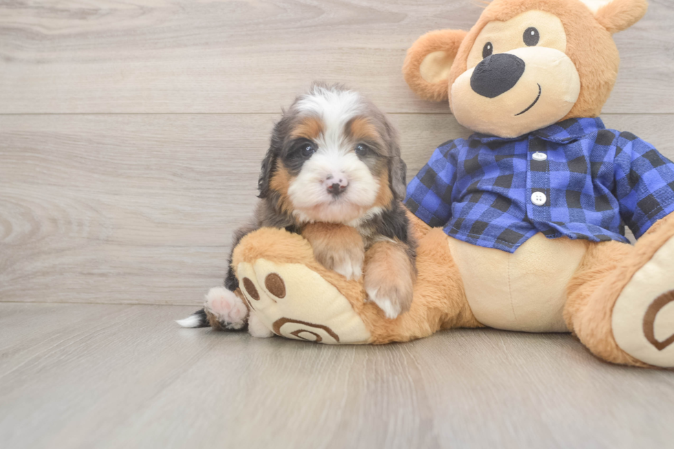 Popular Mini Bernedoodle Poodle Mix Pup
