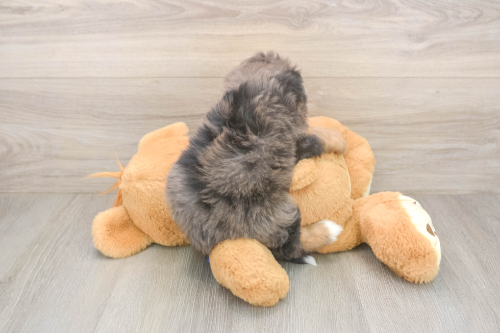 Little Mini Bernepoo Poodle Mix Puppy